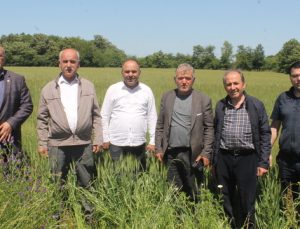 Bafra Ovası’nda Buğday ve Arpa Umut Veriyor: Verim Yüksek, Hasat Gecikebilir