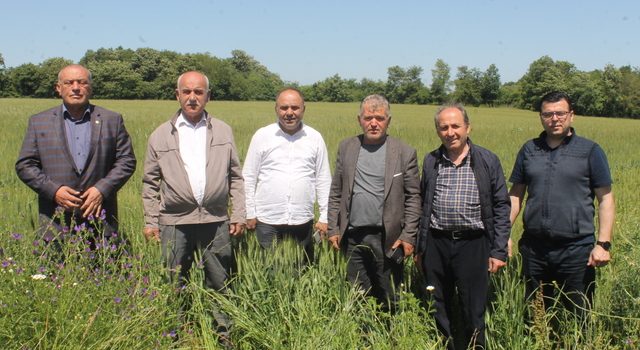 Bafra Ovası’nda Buğday ve Arpa Umut Veriyor: Verim Yüksek, Hasat Gecikebilir